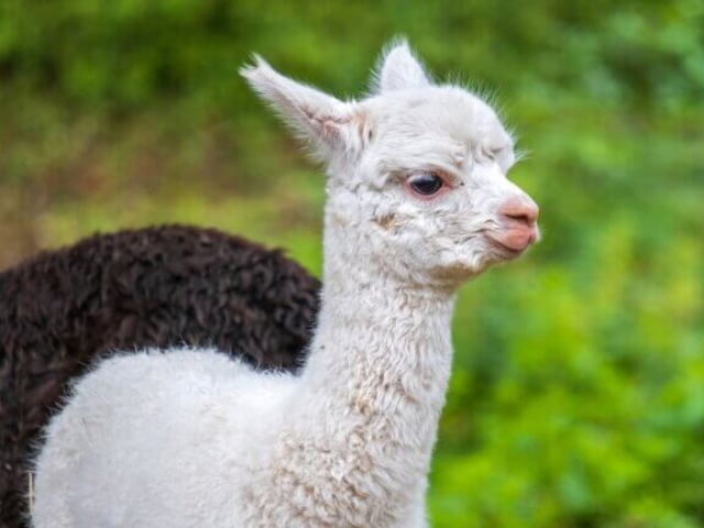 alpaca