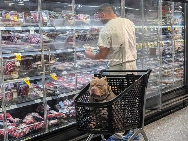 dog